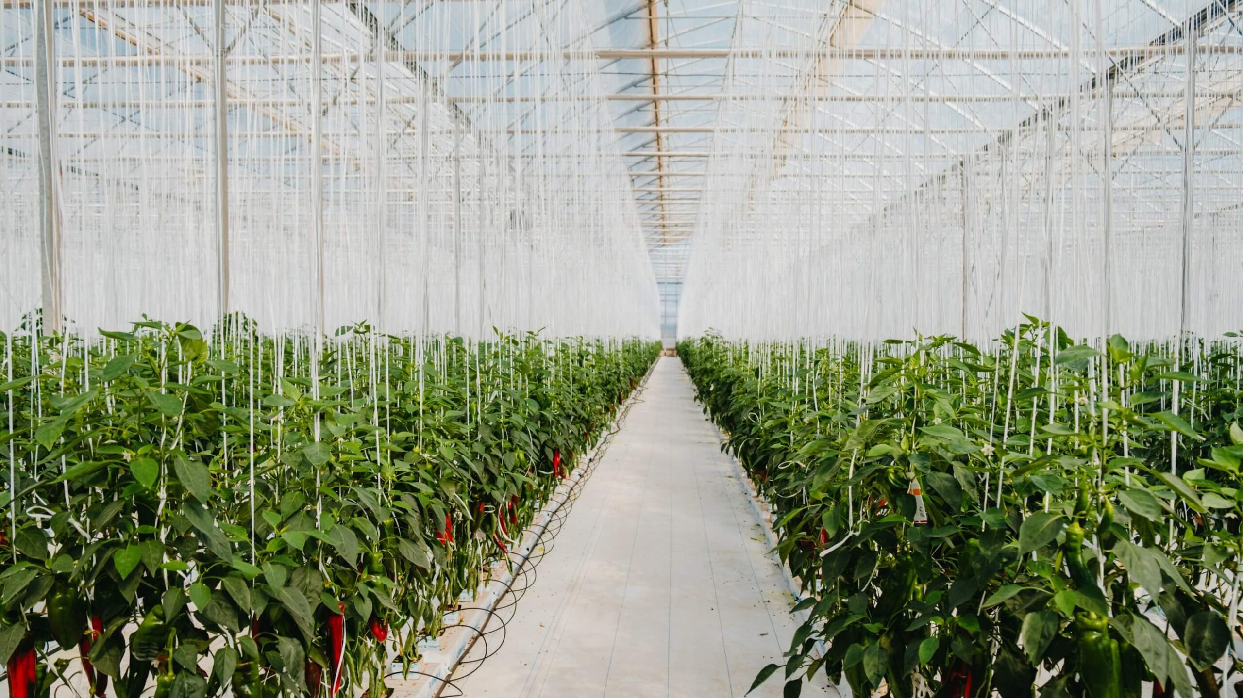 novagric-invernadero-pimiento|asesoramiento-novagric|invernadero almeria pepino